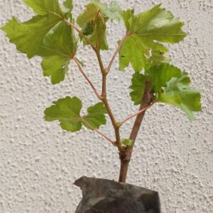 Crimson Seedless grape seedling
