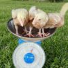 Poultry brooding