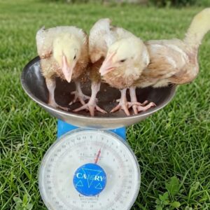 Poultry brooding