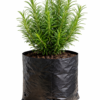Rosemary Seedling