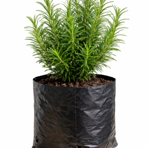 Rosemary Seedling