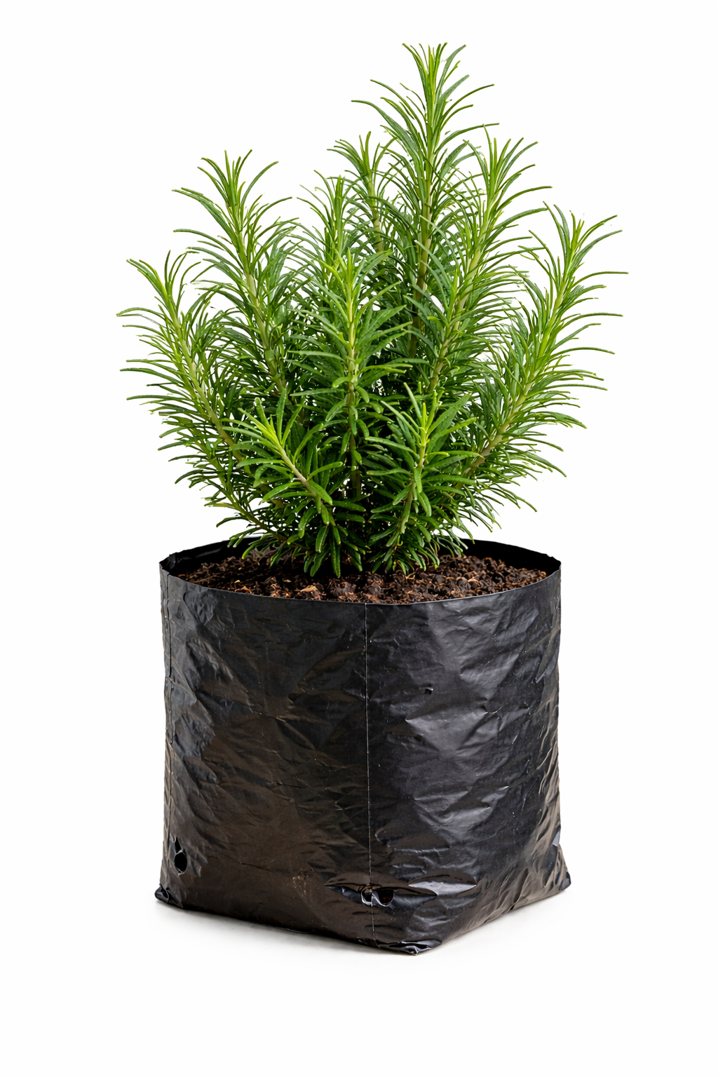 Rosemary Seedling