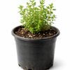 Thyme Seedling