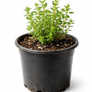 Thyme Seedling